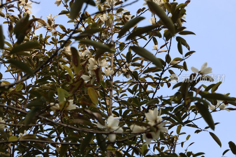 枝头绽放的白色花朵