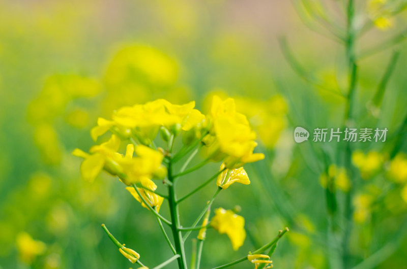 一株金黄的油菜花特写