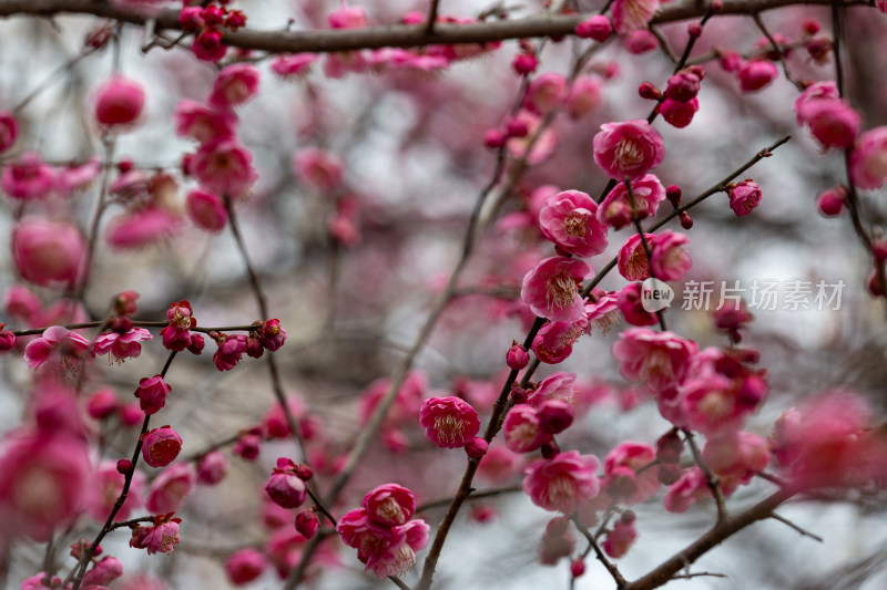 杭州湘湖盛开的粉色梅花