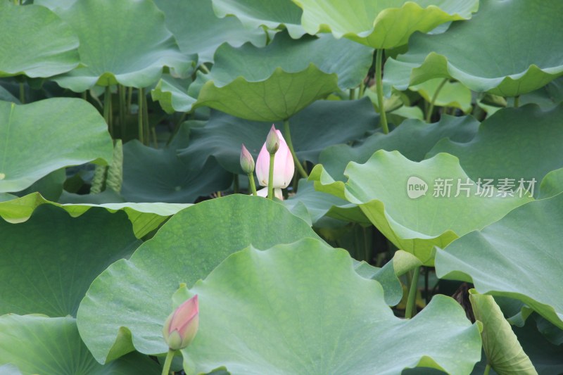 广东省东莞市桥头镇莲湖风景区