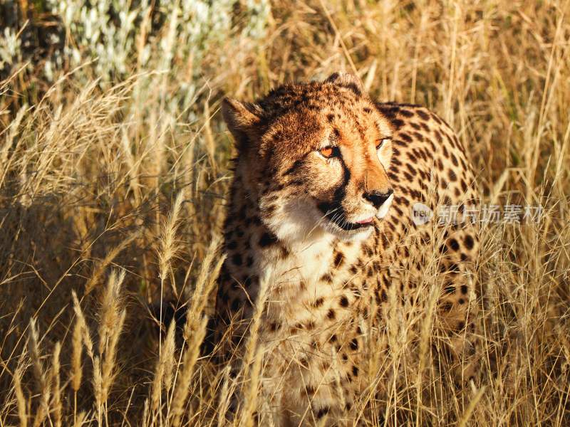 野生动物豹子猎豹猎食动物