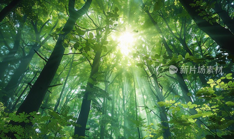 森林阳光树木绿意自然茂密树叶背景