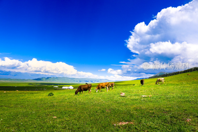 春天夏天那拉提空中草原大自然风景