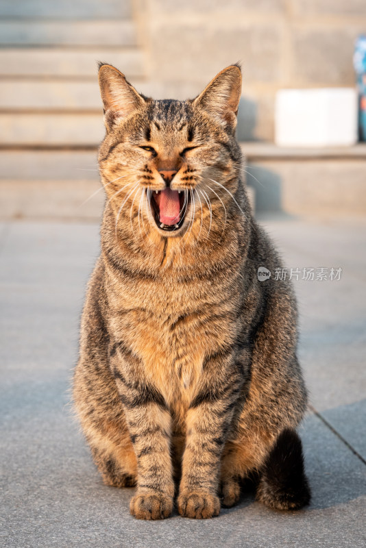 城市中的流浪猫