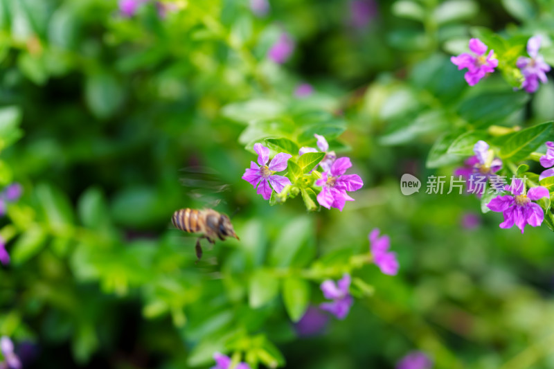 萼距花和蜜蜂采蜜