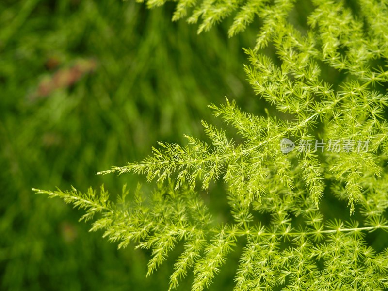 绿色文竹植物特写