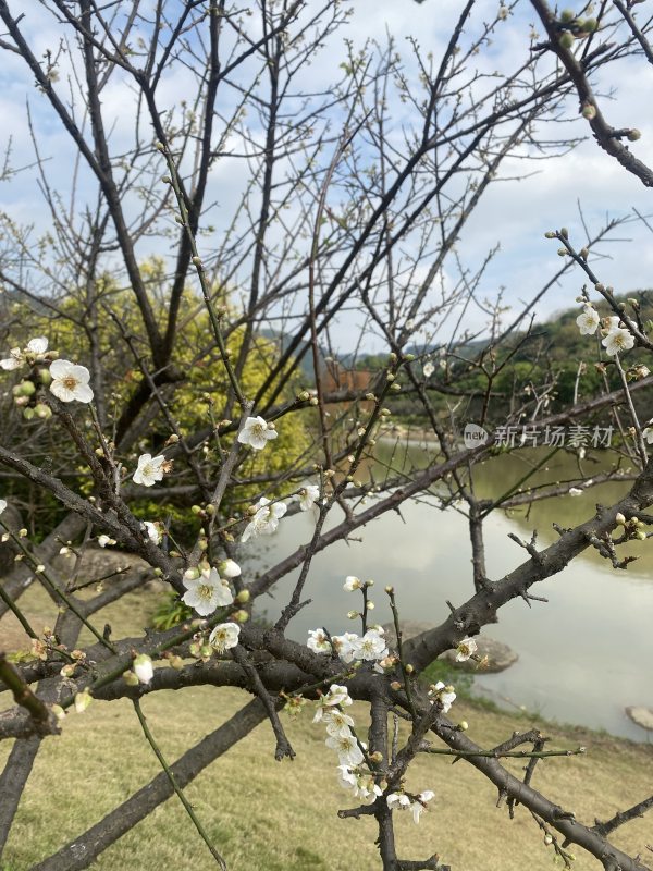 广州萝岗香雪公园梅花盛开