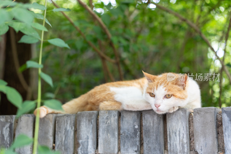 在园林休息小猫