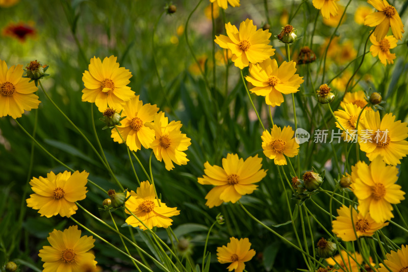 春天盛放的黄色金鸡菊花海