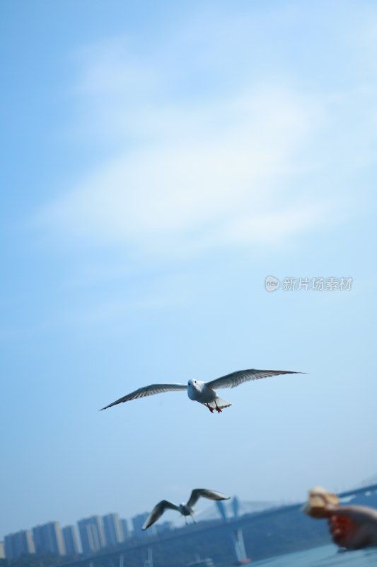 飞翔的海鸥场景