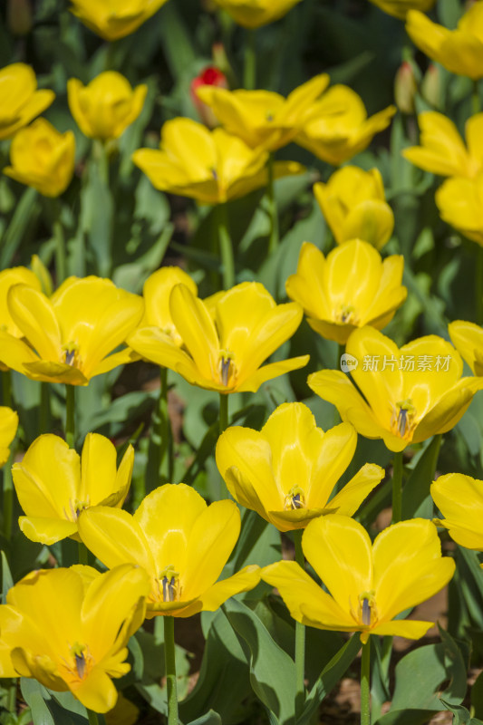 春天公园里盛开的郁金香花海自然风景