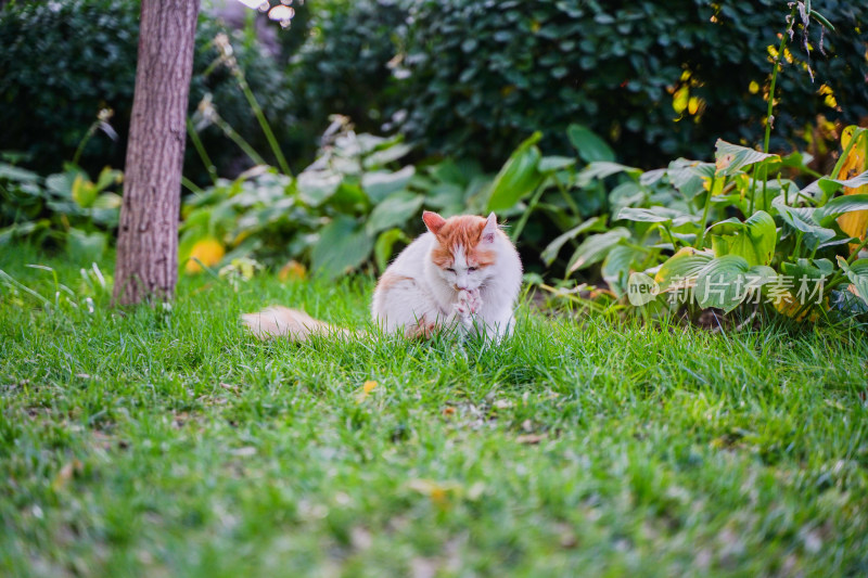 一只猫坐在草地上