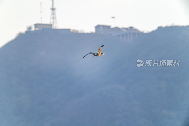 洛阳洛河边湿地里空中飞翔的鱼鹰（鸬鹚）