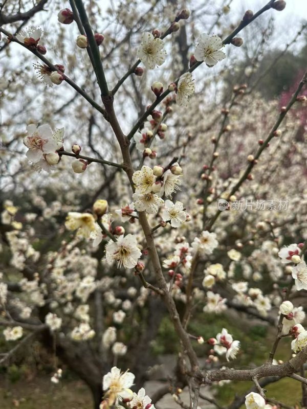 春天白梅花