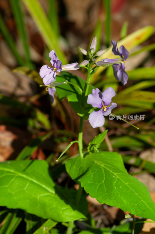 小小的野花