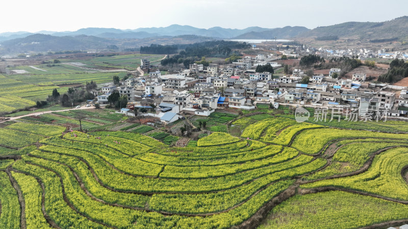 油菜花开春意浓 美丽乡村入画来