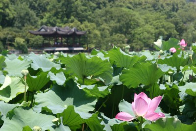 最美荷花池