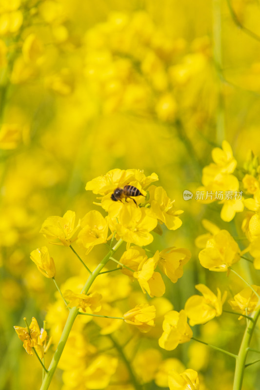 油菜花上采蜜蜜蜂特写镜头