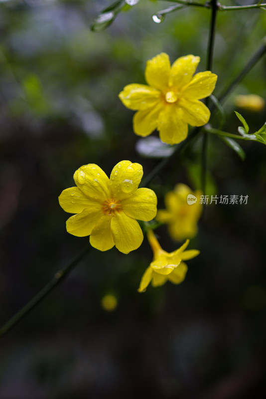 迎春花 春天 小黄花