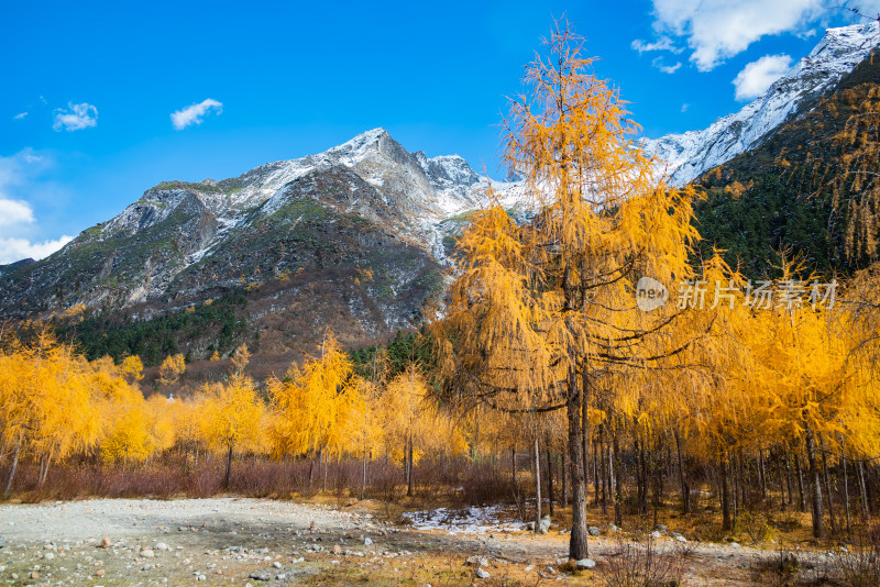 秋天的落叶松，四川毕棚沟风景