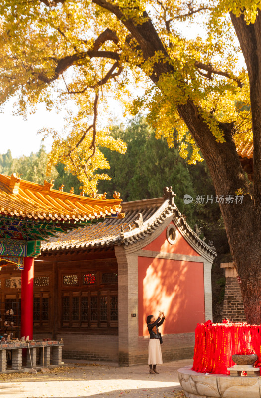 山东济南淌豆寺秋天黄色千年银杏树叶美景