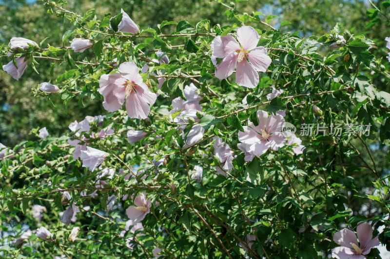 北京圆明园木槿花