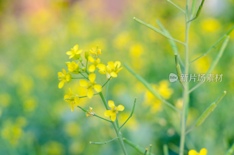 油菜花田中一株油菜花特写