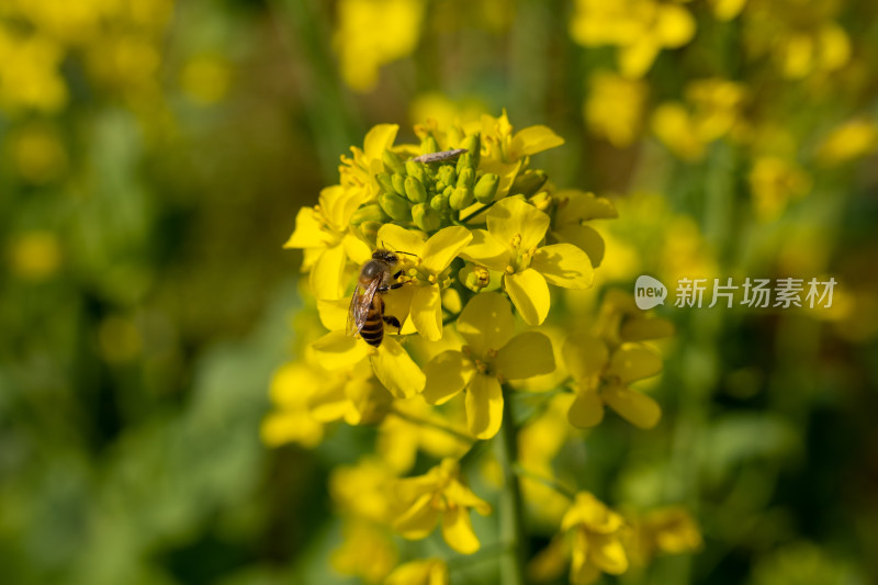 油菜花蜜蜂采蜜