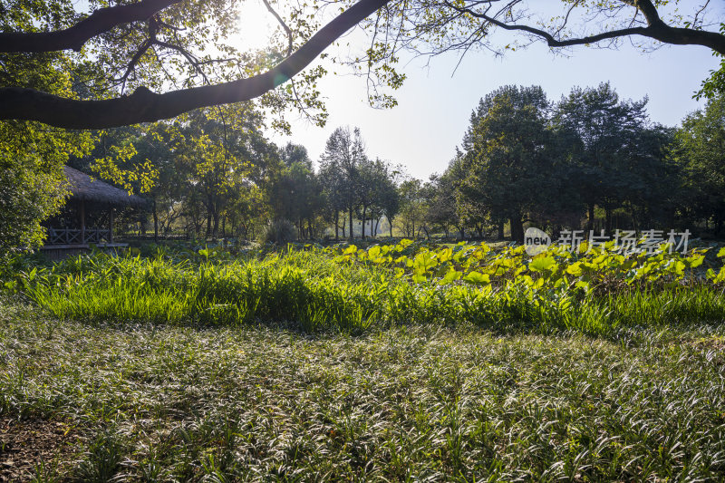 杭州西湖茅家埠江南水乡风景