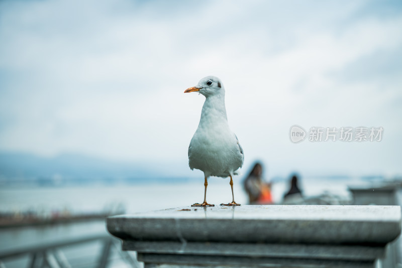 昆明滇池的红嘴鸥