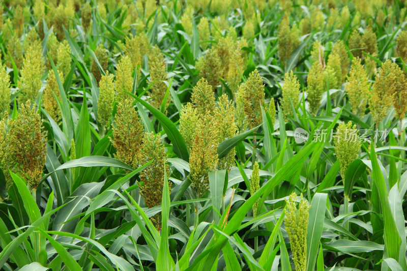 小雨中田地里抽穗的高粱