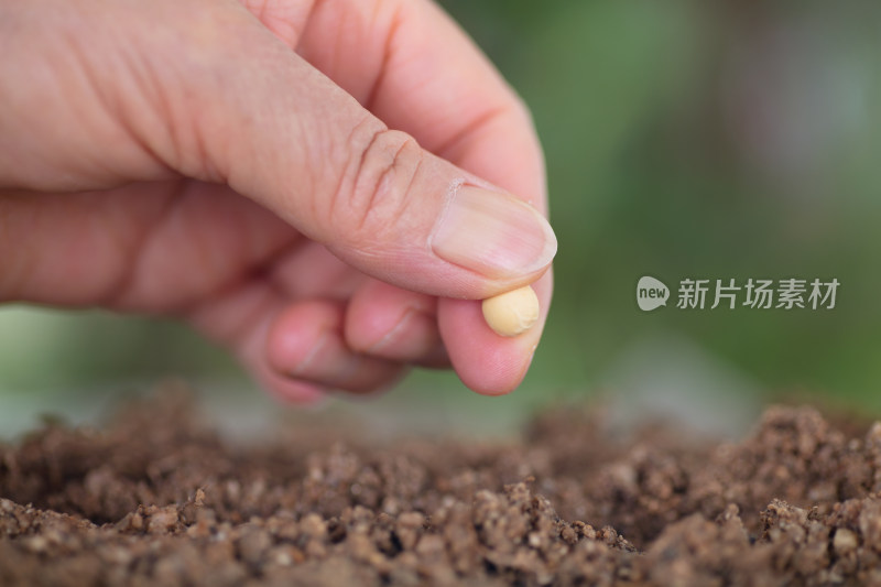 手拿一粒黄豆种在土壤里特写