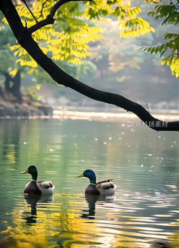 湖边鸭子春江水暖宁静悠闲湖泊背景