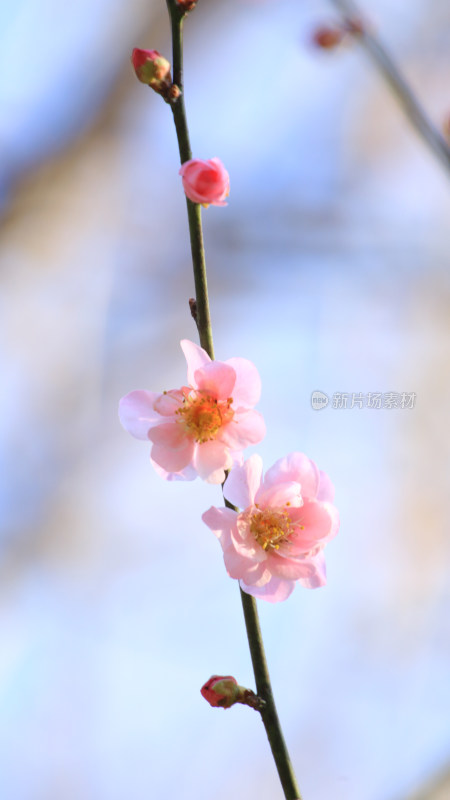 枝头盛开的粉色梅花特写