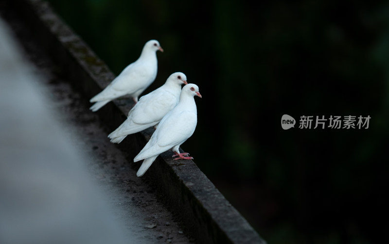 停在屋檐休息的白鸽