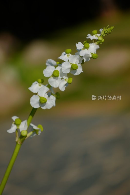 夏日野慈姑