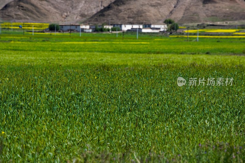 通往听日路边的山和草原