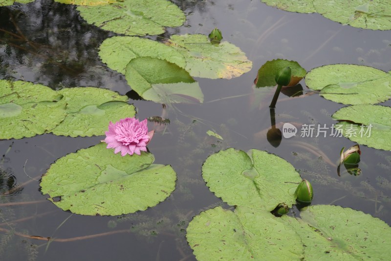 上海市国家4A级旅游景区古猗园风景