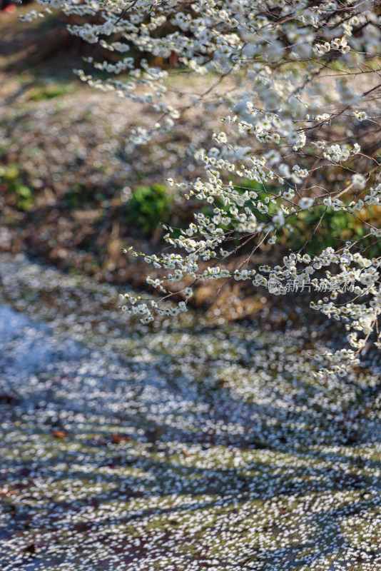 花开海上梅花节