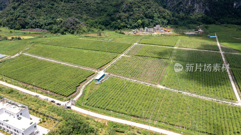 黄金百香果种植园区航拍俯视图规整生态