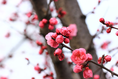 立春时节含苞怒放的红梅