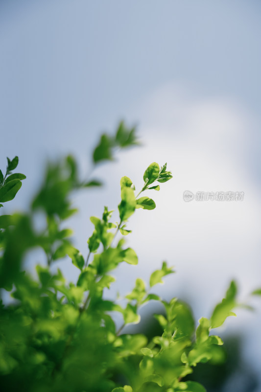 大暑-绿意盎然的植物