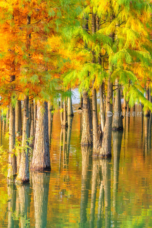 成都白鹭湾湿地公园水杉秋景