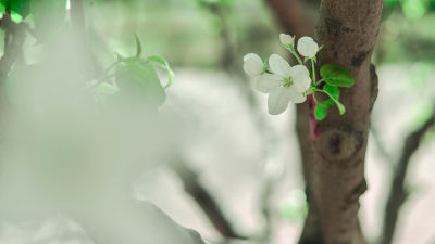 鲜花梨花盛开