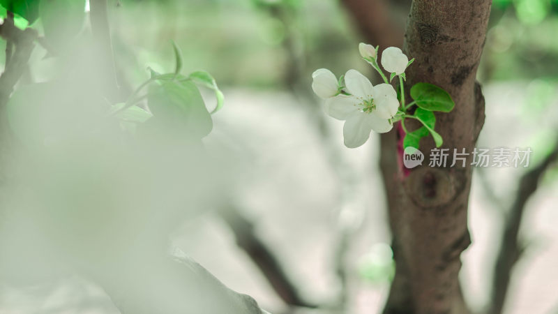 鲜花梨花盛开