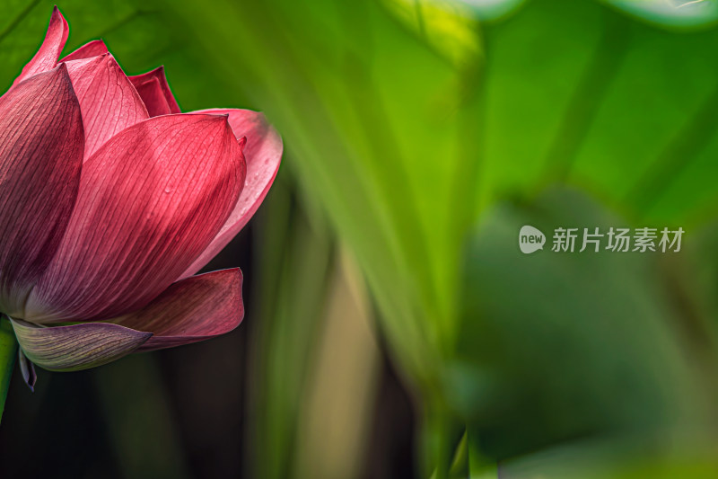 雨后荷花上的水珠