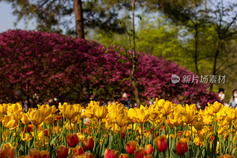 杭州太子湾多彩郁金香花海景观