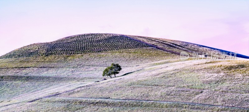 田野山坡上的孤树风景