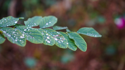 树叶上的雨水