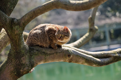 杭州西湖花港观鱼的流浪猫狸花猫